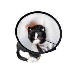 Kedi Boyunluk Elizabeth